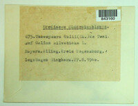 Pucciniastrum guttatum image